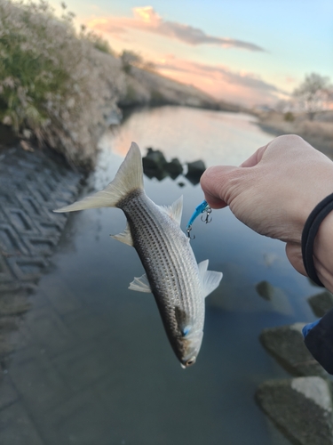 ボラの釣果