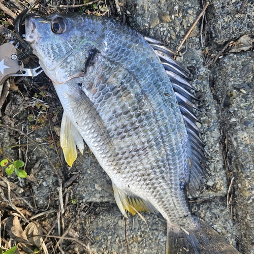 チヌの釣果