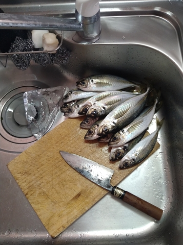 アジの釣果