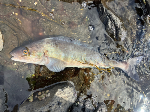 ホッケの釣果