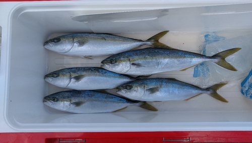 ハマチの釣果