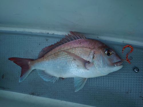 タイの釣果