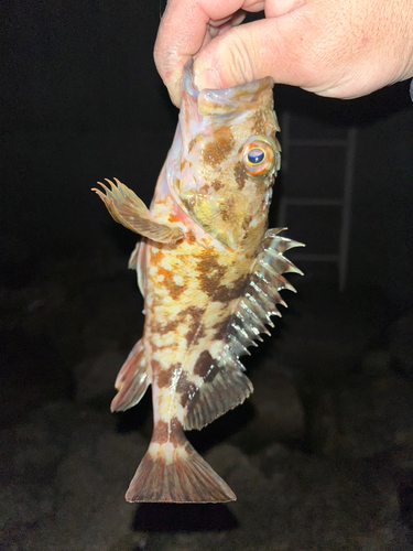 カサゴの釣果