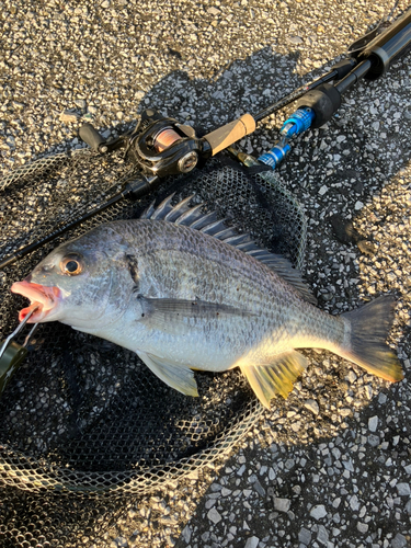 キビレの釣果