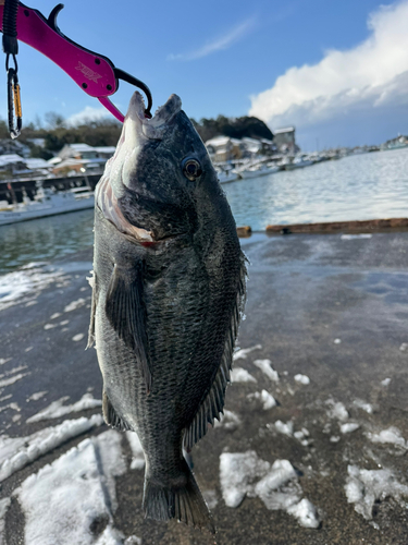 チヌの釣果