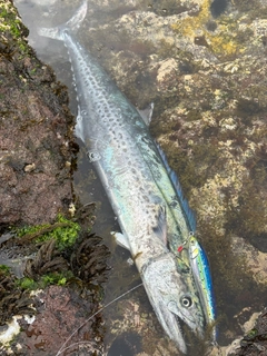 サワラの釣果