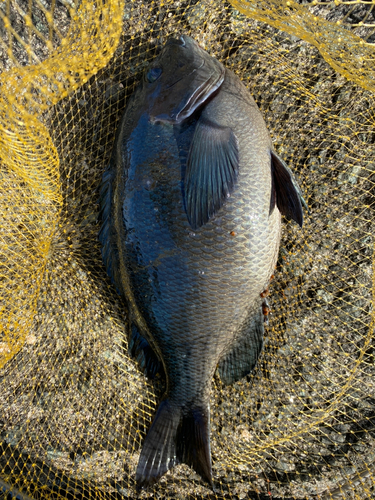 クチブトグレの釣果