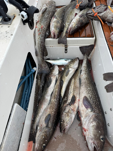 タラの釣果