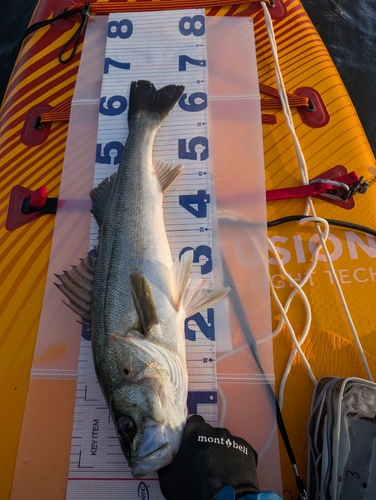 シーバスの釣果