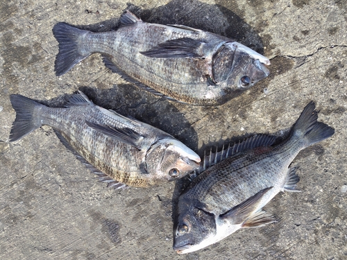 チヌの釣果