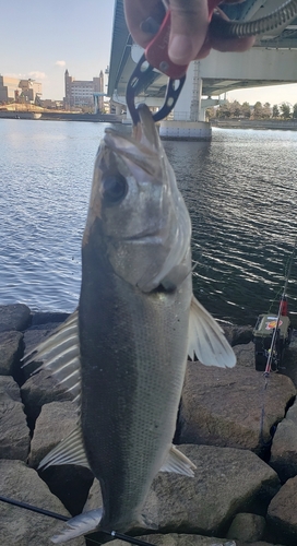 ハネ（マルスズキ）の釣果