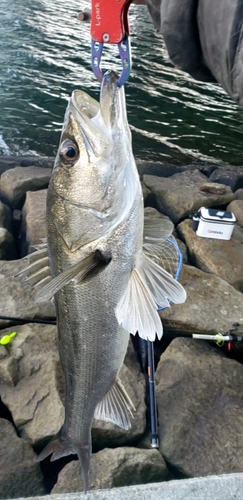 スズキの釣果