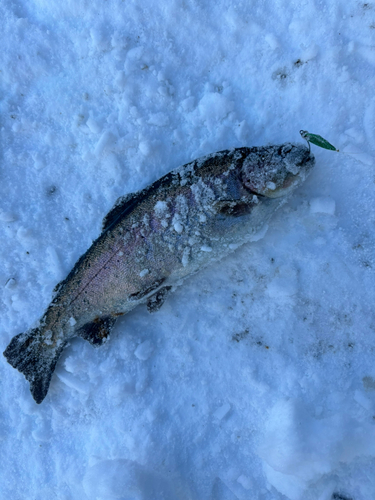 ニジマスの釣果