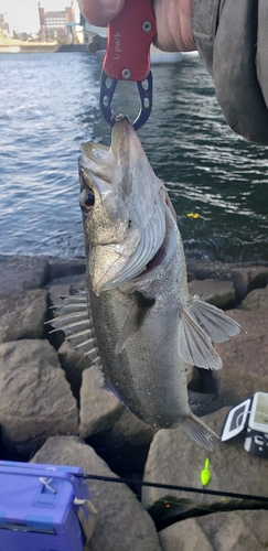 ハネ（マルスズキ）の釣果