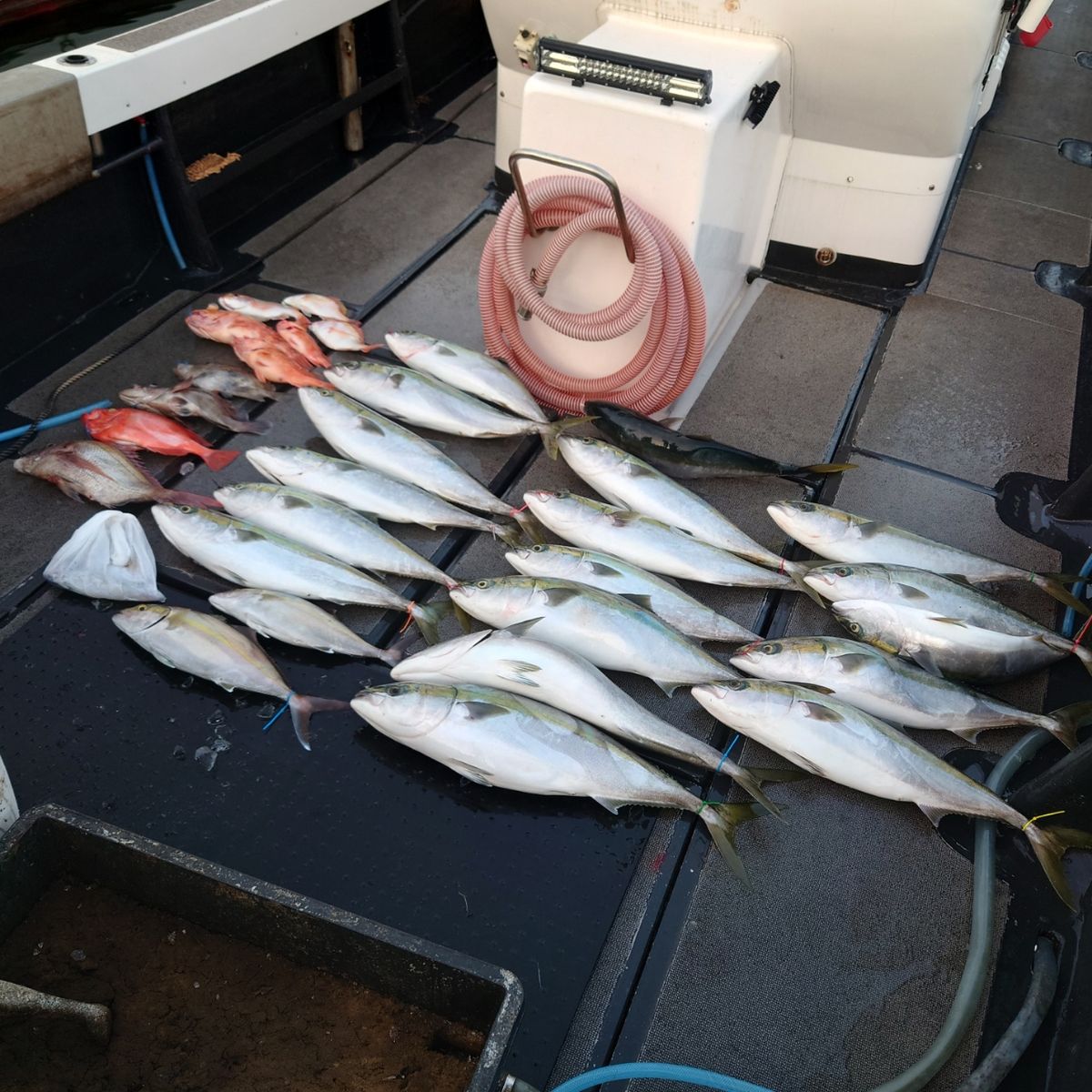 九三丸さんの釣果 3枚目の画像