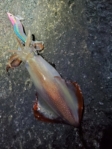 館山湾