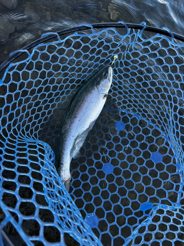 トラウトの釣果