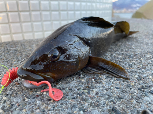 アイナメの釣果