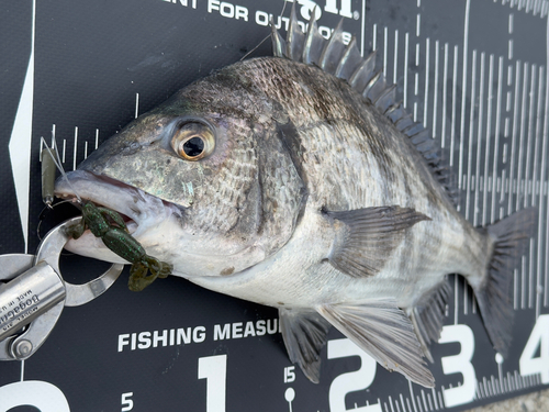 チヌの釣果