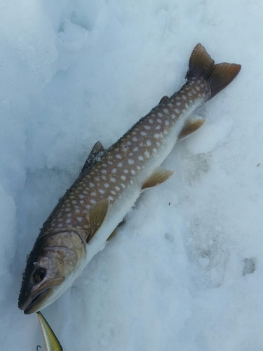 アメマスの釣果