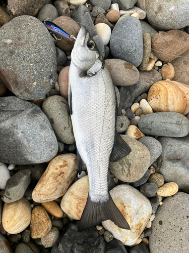 ヒラスズキの釣果