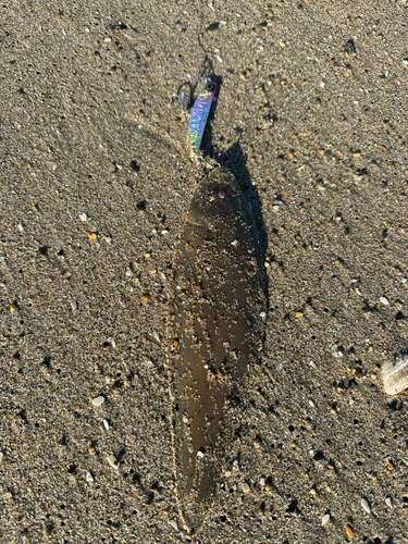 シタビラメの釣果