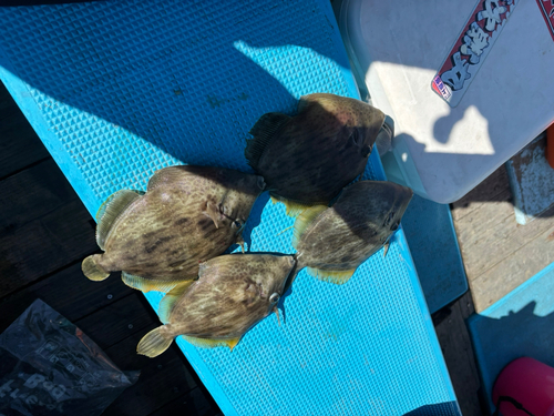 カワハギの釣果