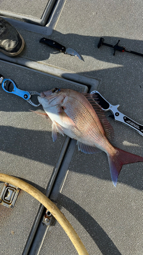 タイの釣果