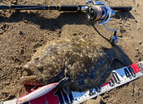 ヒラメの釣果