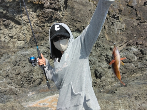 タカノハダイの釣果