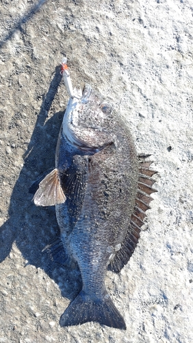 クロダイの釣果