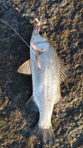 セイゴ（ヒラスズキ）の釣果