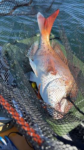 タイの釣果