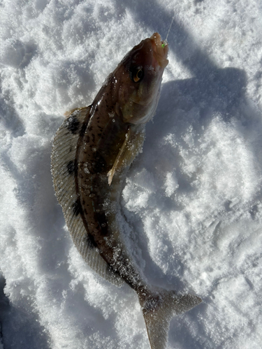 ホッケの釣果