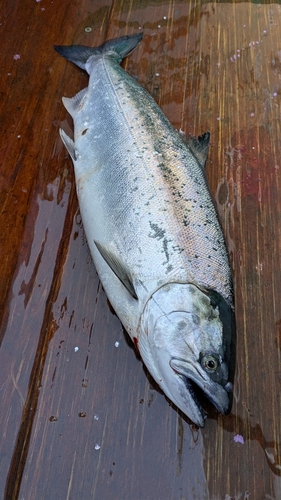 サクラマスの釣果