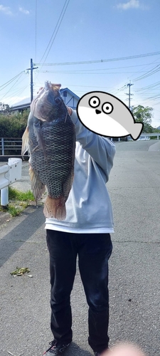 ナイルティラピアの釣果