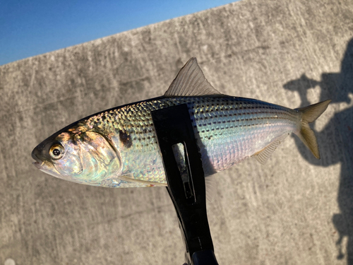 コノシロの釣果