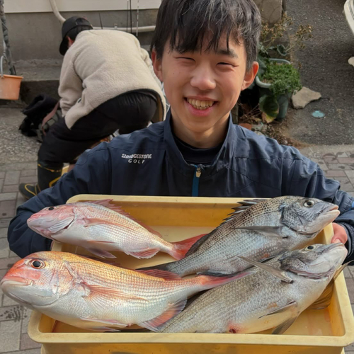 マダイの釣果