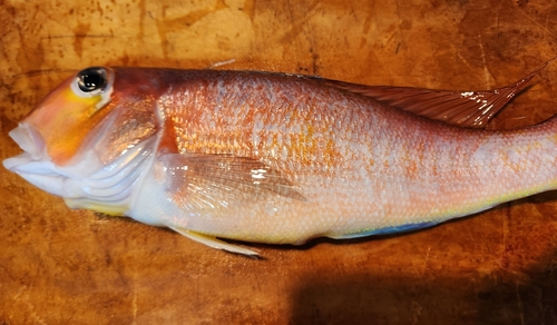 アマダイの釣果