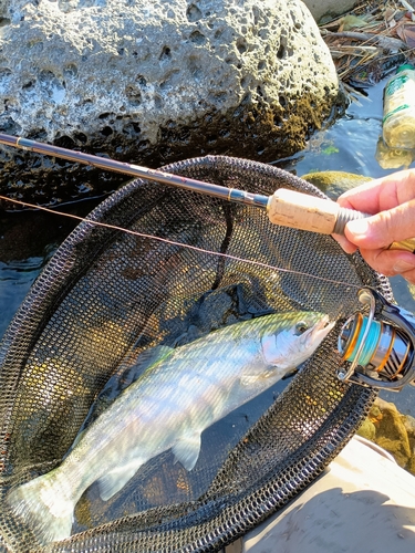 ニジマスの釣果