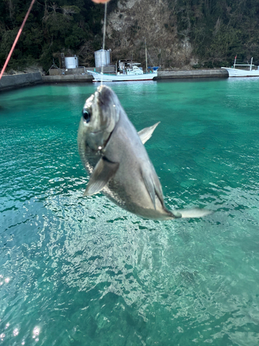 メジナの釣果