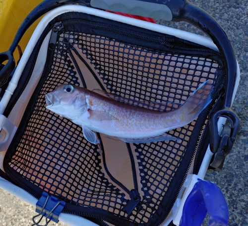 アマダイの釣果