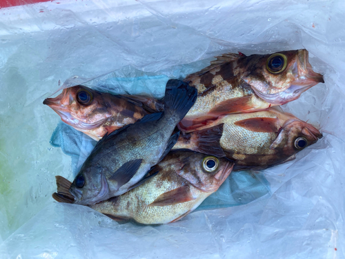 オキメバルの釣果