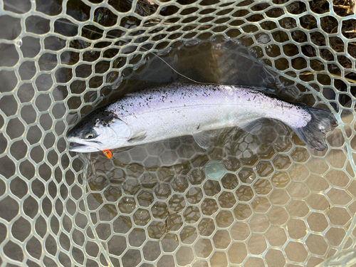 ニジマスの釣果