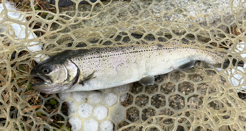 サクラマスの釣果