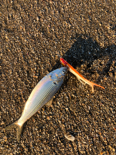 コノシロの釣果