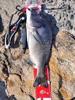 チヌの釣果