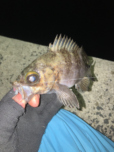 シロメバルの釣果