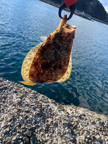 ヒラメの釣果