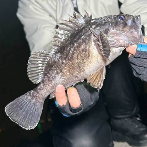 クロソイの釣果